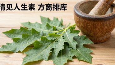Boiled papaya leaves: how this traditional preparation acts on blood platelets and digestion