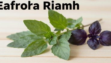 Eye Health: How Latin American “Vision Tree” Plants Relieve Screen Fatigue