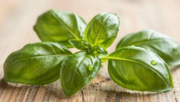 Basil tea: how this daily infusion improves circulation, cholesterol, memory, and sleep Basil tea: how this daily infusion improves circulation, cholesterol, memory, and sleep