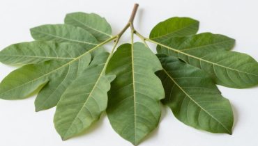 Tooth decay: how guava leaves reduce bacteria and inflammation for $0 Tooth decay: how guava leaves reduce bacteria and inflammation for $0