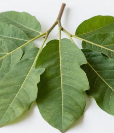 Tooth decay: how guava leaves reduce bacteria and inflammation for $0