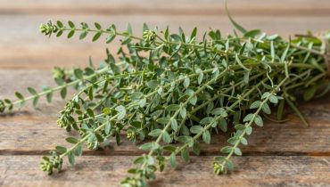 Goosegrass: this little-known wild plant concentrates antioxidants and natural anti-inflammatory properties