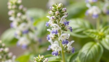 Basil flowers: 8 little-known uses to transform your garden leftovers into gourmet and cosmetic products