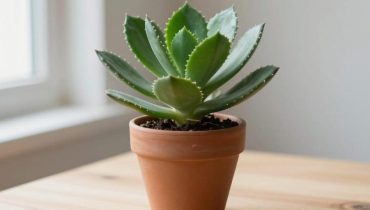 Kalanchoe: this easy-to-grow houseplant naturally relieves joint pain and facilitates breathing
