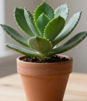 Kalanchoe: this easy-to-grow houseplant naturally relieves joint pain and facilitates breathing