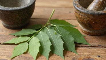 Neem leaves: how this ancestral bitter plant supports glycemic balance and immunity according to studies