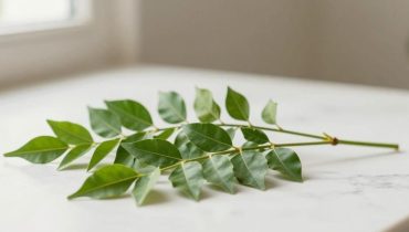 Curry leaves: how this Ayurvedic plant acts on blood sugar, circulation and joint inflammation Curry leaves: how this Ayurvedic plant acts on blood sugar, circulation and joint inflammation