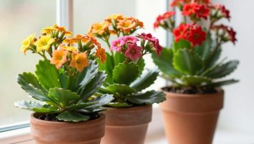 Kalanchoe: the succulent that blooms for several weeks with almost no watering