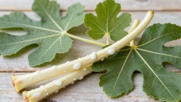 Fig latex: how this traditional sap helps soften thick skin and even out the complexion