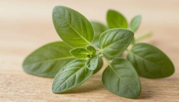 Oregano: why one leaf a day is enough to strengthen immunity and reduce inflammation