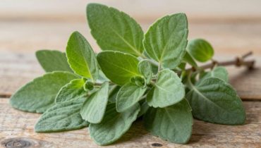 Cuban Oregano: this Latin American plant used for generations for digestion, kidneys, and vitality