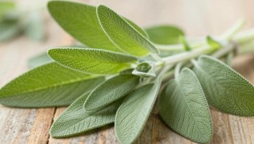 Sage tea: how this plant naturally improves memory and relieves joints