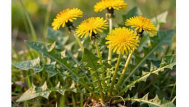 Dandelion: the wild plant that regulates blood sugar and protects the liver according to new studies