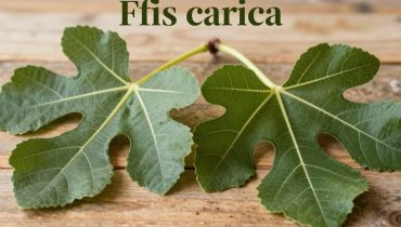 Fig leaves: how this natural treasure helps regulate blood sugar and protect your heart
