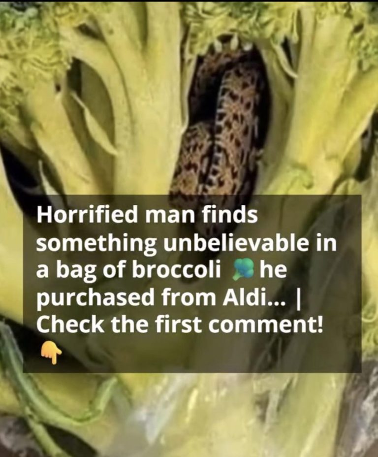 a-live-snake-found-inside-a-sealed-bag-of-aldi-bro cover