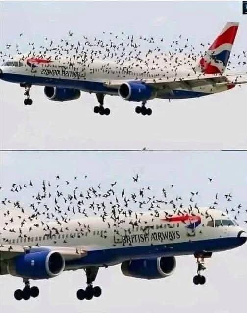 emergency-landing-reveals-illegal-bird-egg-traffic cover