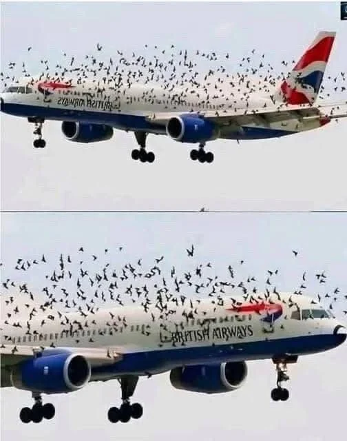 emergency-landing-reveals-illegal-bird-egg-traffic cover