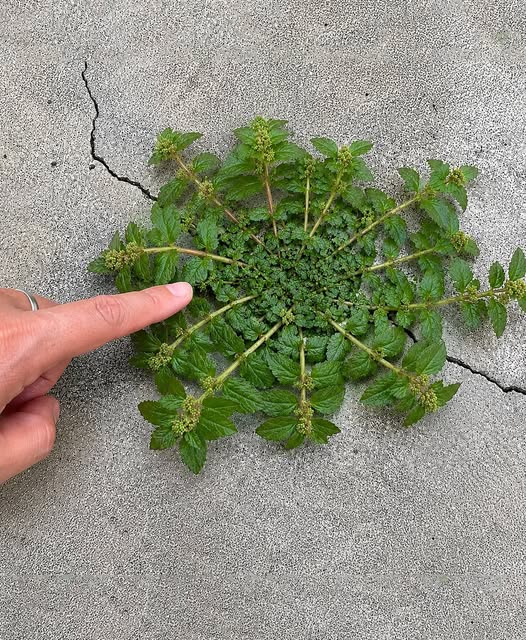 santa-lucia-herb-the-backyard-weed-that-traditiona cover