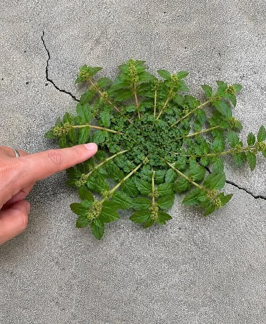 santa-lucia-herb-the-backyard-weed-that-traditiona cover