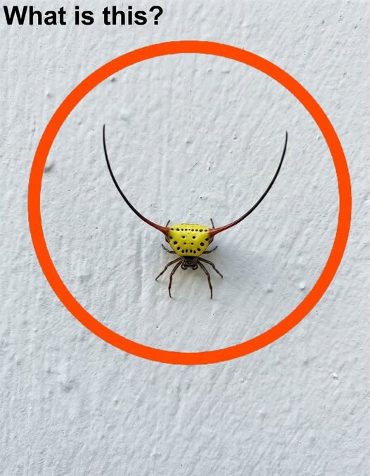 the-spiny-orb-weaver-when-fear-meets-an-unexpected cover