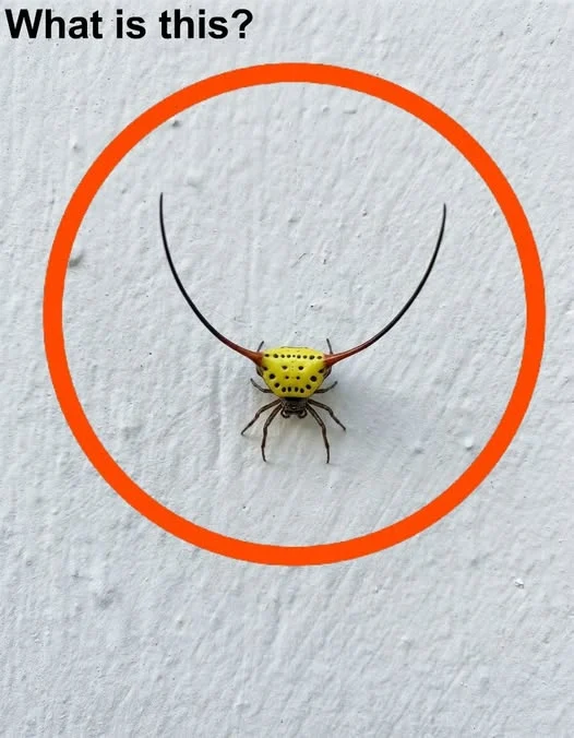 the-spiny-orb-weaver-when-fear-meets-an-unexpected cover
