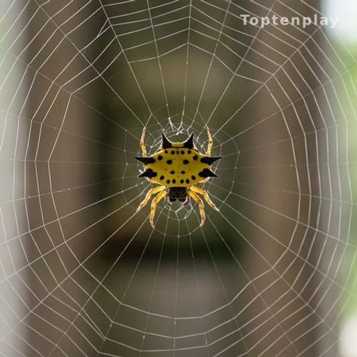 Identification: Meet the Gasteracantha