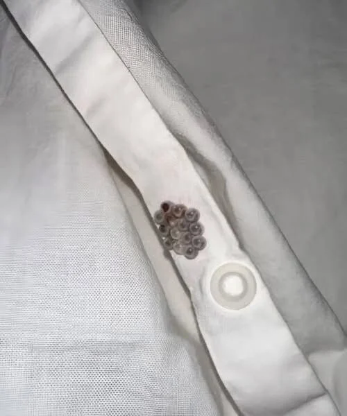 tiny-balls-in-the-bed-the-stink-bug-egg-scare-expl cover