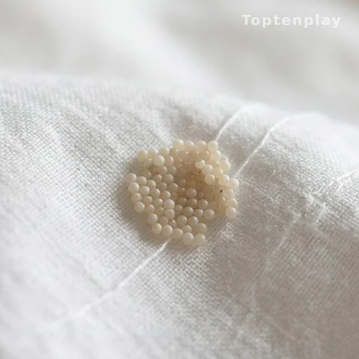 Tiny balls in the bed: the stink bug egg scare explained