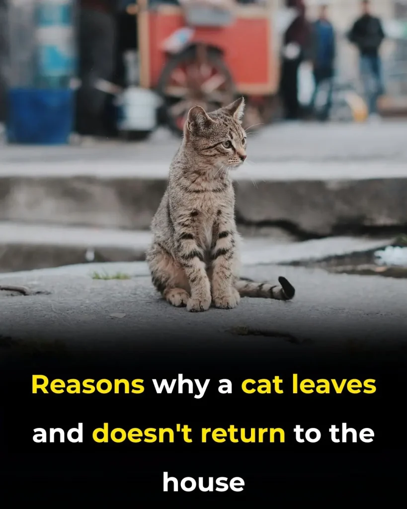 7 reasons your cat leaves home — and how to stop it