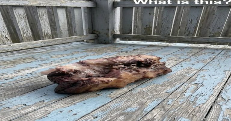 a-coyote-dragged-deer-remains-onto-his-porch-at-ni cover