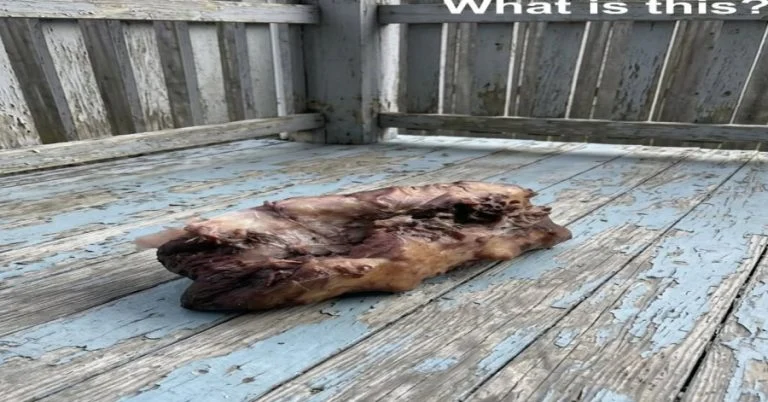 a-coyote-dragged-deer-remains-onto-his-porch-at-ni cover