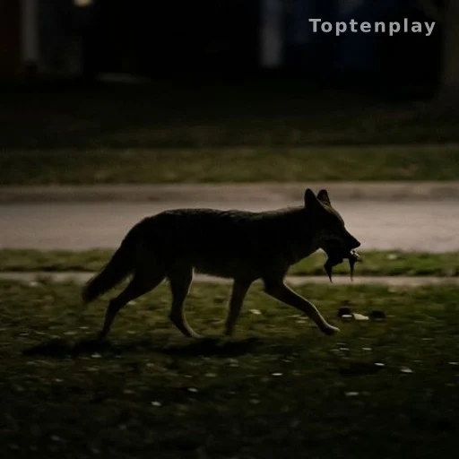 Coyote silhouette carrying prey across a suburban lawn at night, wildlife encroachment