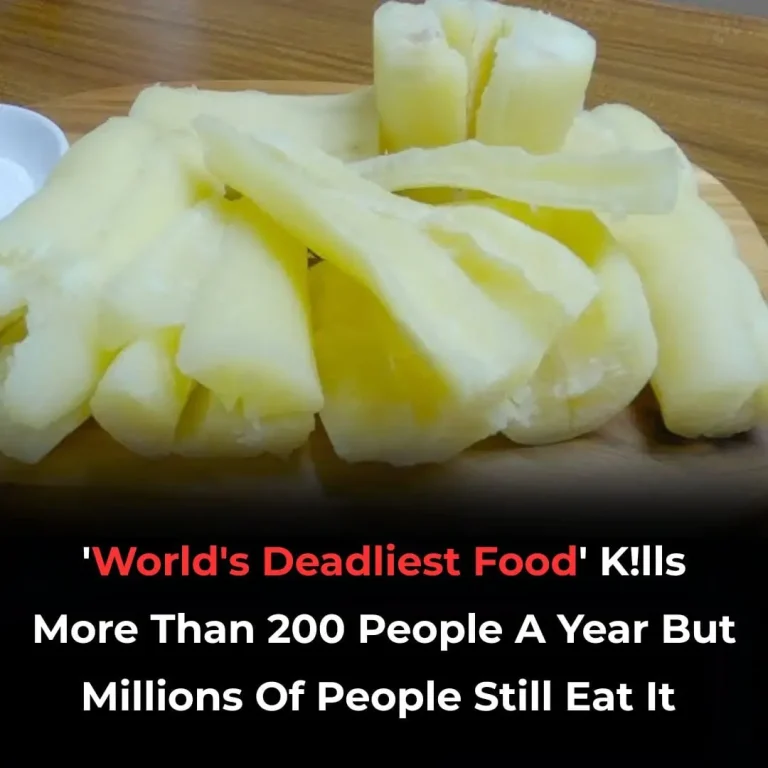 cassava-kills-200-people-a-year-yet-500-million-st cover