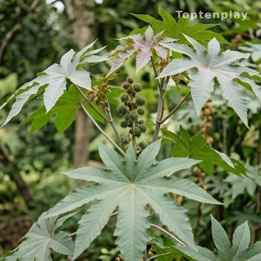 Castor plant with seed pods and leaves in a botanical setting