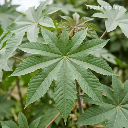Large toxic castor plant leaves showing star-shaped structure and leaf sap