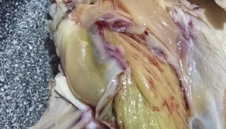 green-chicken-meat-3-real-reasons-it-happens-and-w cover