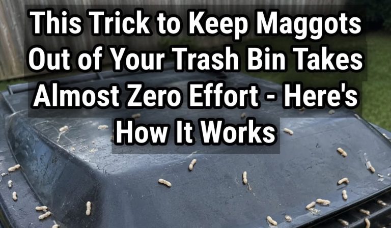 maggots-in-your-trash-bin-why-they-appear-in-24-ho cover