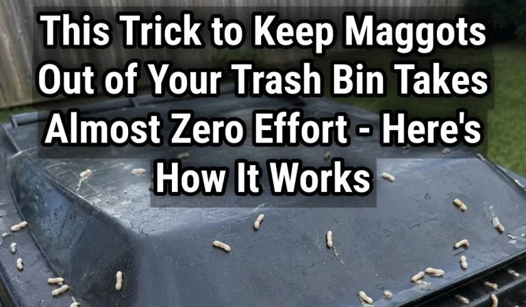 maggots-in-your-trash-bin-why-they-appear-in-24-ho cover