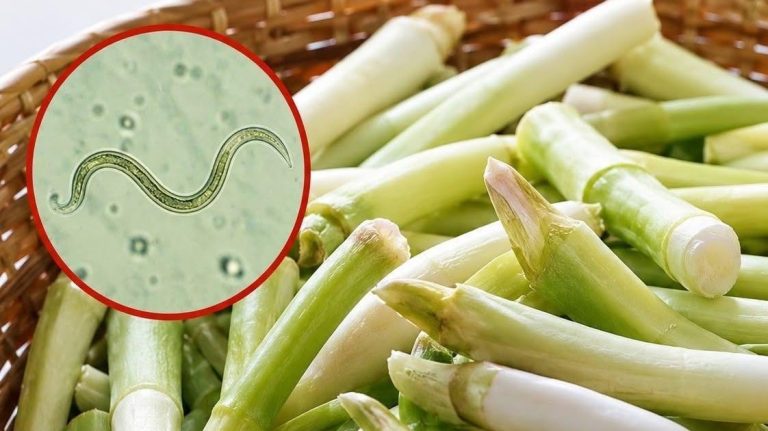 raw-green-onions-can-hide-salmonella-inside-their- cover