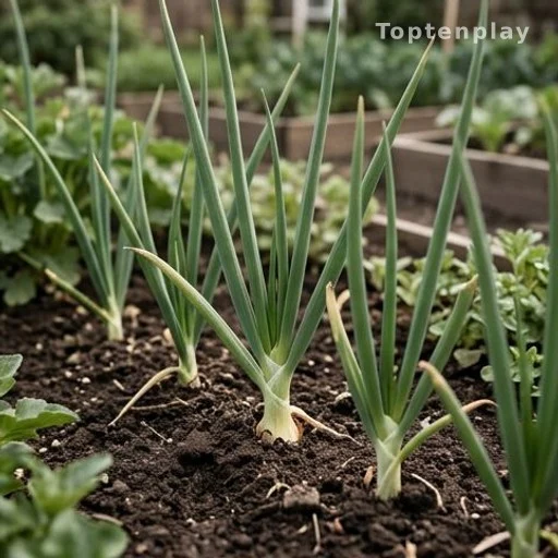 Green onion plants growing in soil at ground level in a garden row