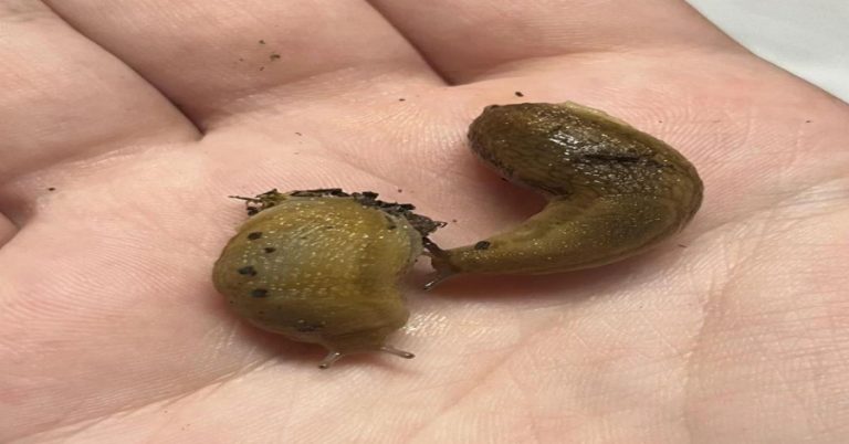 slugs-keep-appearing-indoors-four-warning-signs-to cover