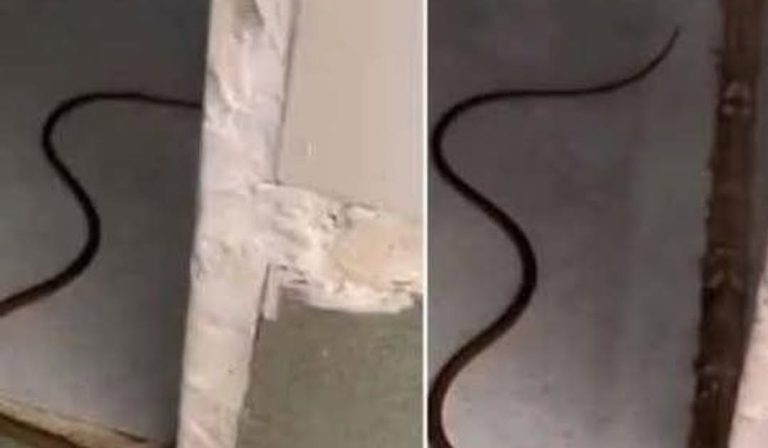 snake-in-your-house-the-calm-step-by-step-way-to-r cover