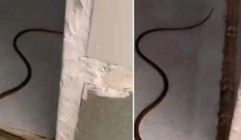 snake-in-your-house-the-calm-step-by-step-way-to-r cover