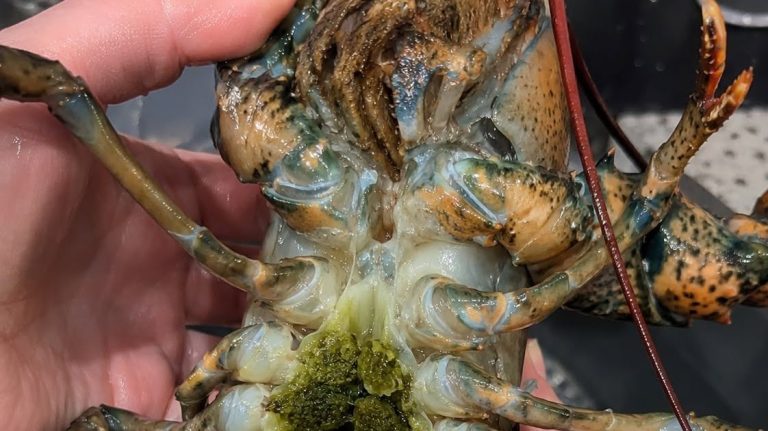 that-green-stuff-inside-your-lobster-experts-say-d cover