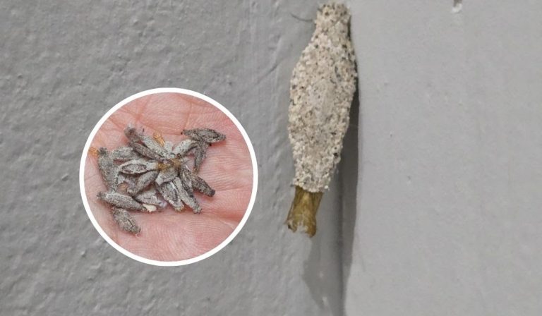 the-harmless-moth-with-a-6-inch-wingspan-that-stil cover
