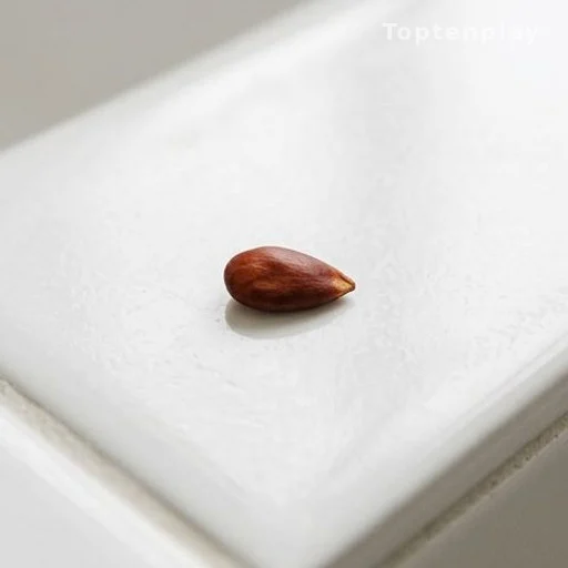 Apple seed on white ceramic surface illustrating bedbug size and color contrast
