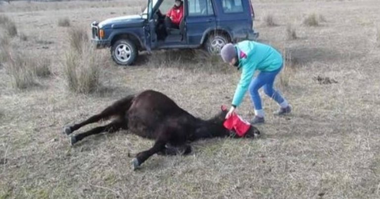 vet-frees-chained-horse-in-romania-the-animal-s-re cover