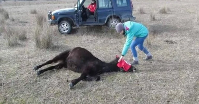vet-frees-chained-horse-in-romania-the-animal-s-re cover