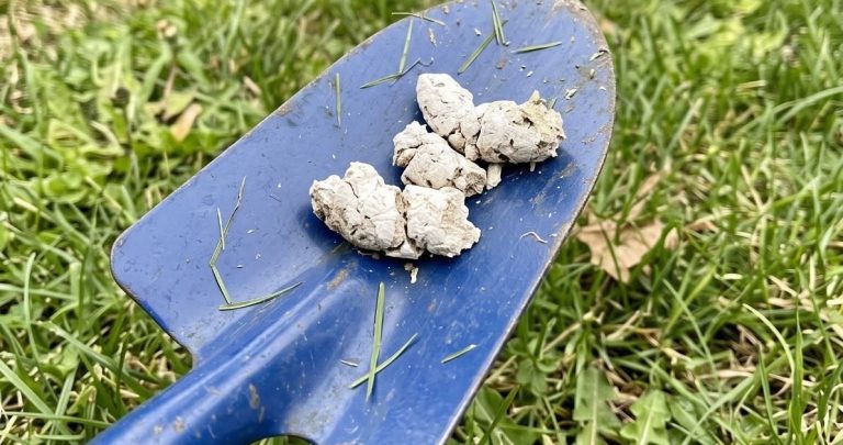 white-dog-poop-4-causes-and-when-to-call-your-vet cover