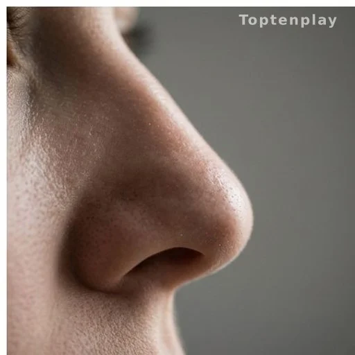 Close-up of a human nose illustrating the sense of smell and scent detection